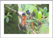 Paradise Flycatcher