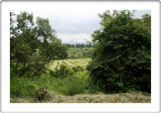 cottage_view